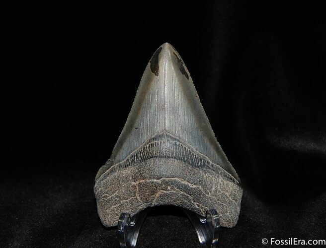 Excellent / Inch Megalodon Tooth - Collector Quality #56
